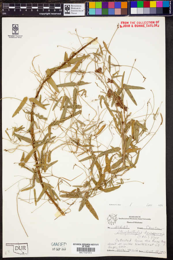 Strophostyles leiosperma image
