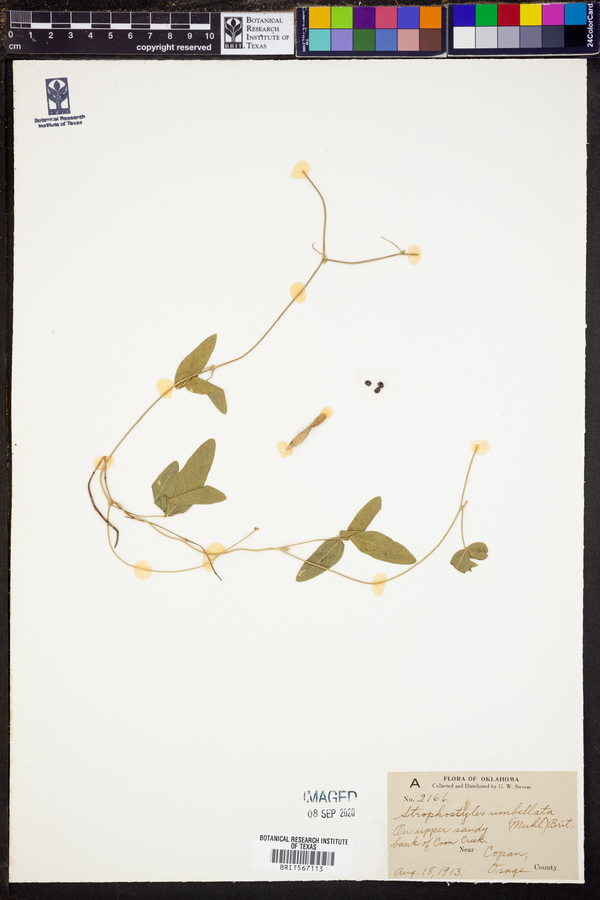 Strophostyles umbellata image