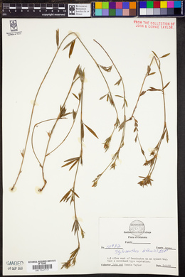 Stylosanthes biflora image