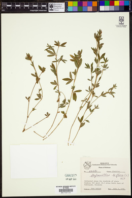 Stylosanthes biflora image