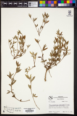 Stylosanthes biflora image