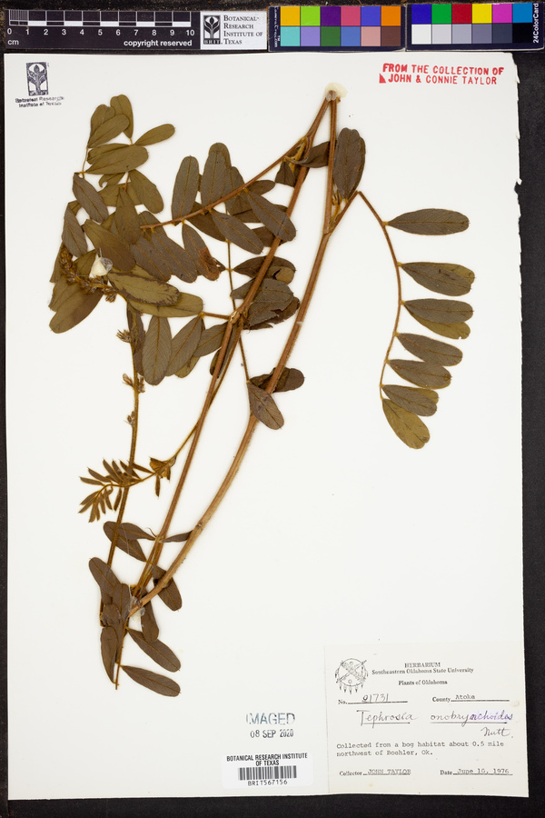 Tephrosia onobrychoides image