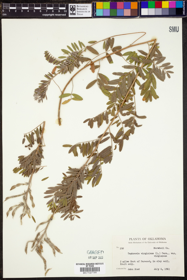 Tephrosia virginiana var. virginiana image