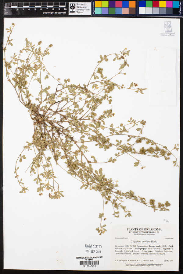 Trifolium dubium image