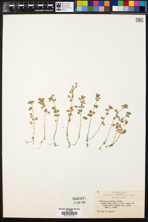 Trifolium dubium image