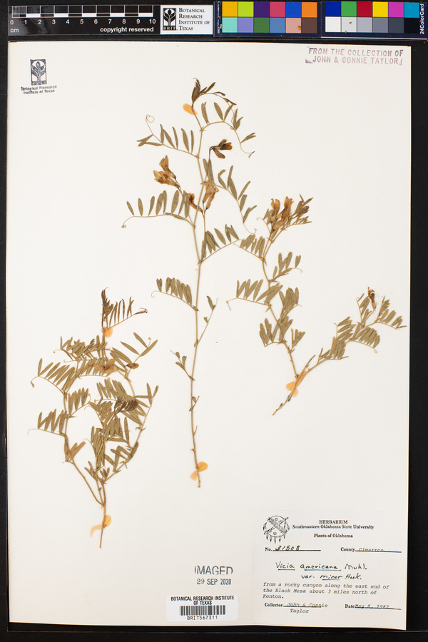 Vicia americana ssp. minor image