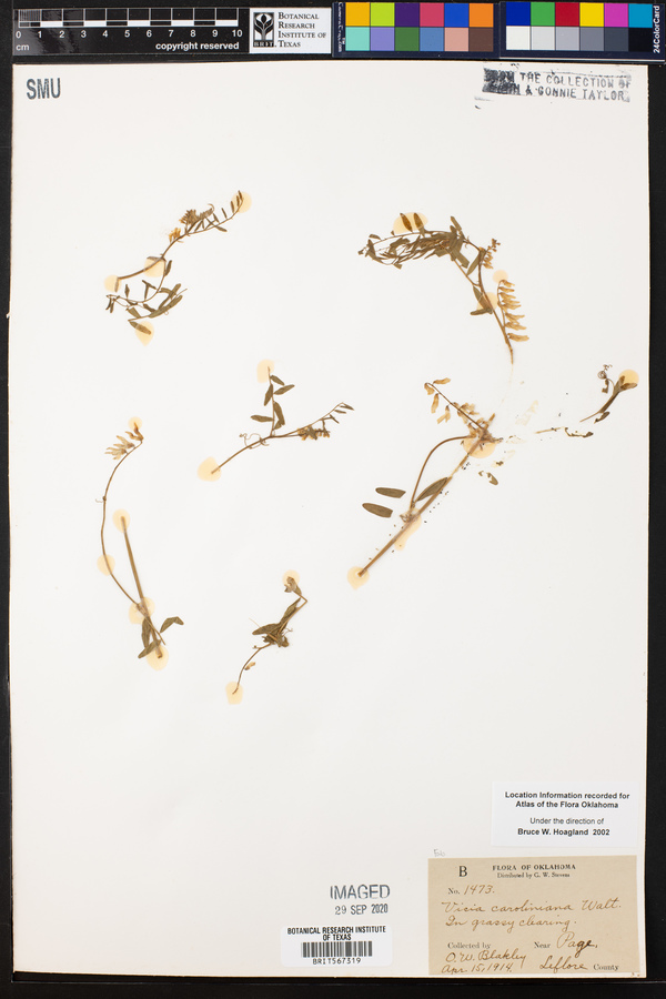 Vicia caroliniana image