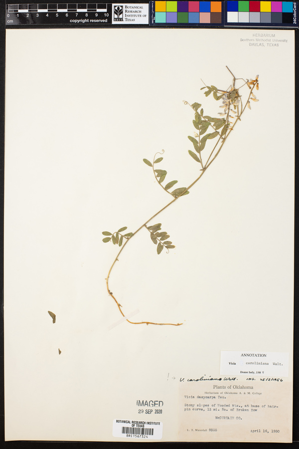 Vicia caroliniana image