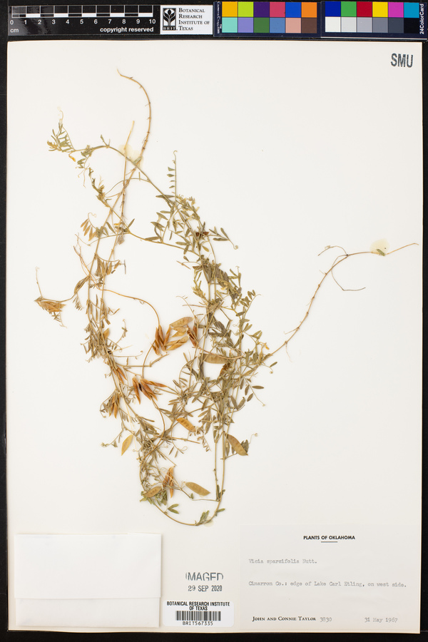 Vicia americana ssp. minor image
