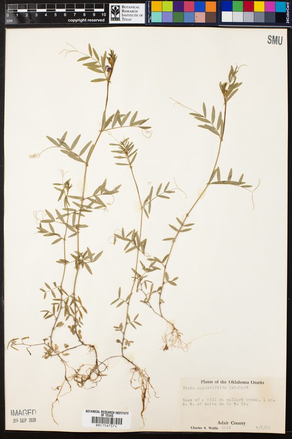 Vicia sativa ssp. nigra image