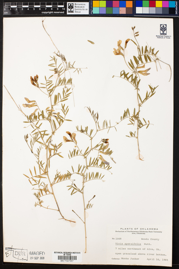 Vicia americana ssp. minor image