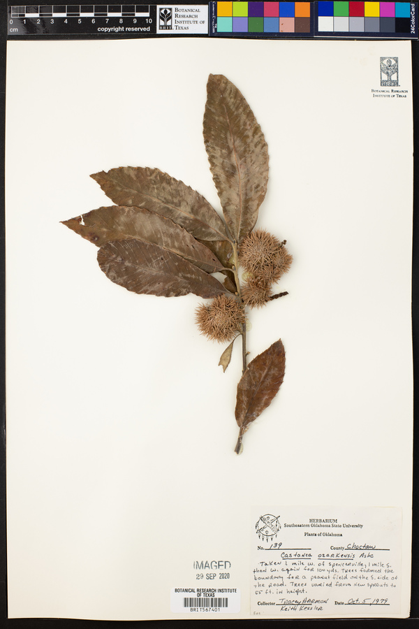 Castanea ozarkensis image