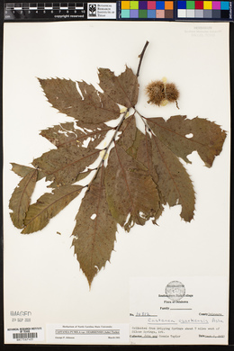 Castanea pumila var. ozarkensis image