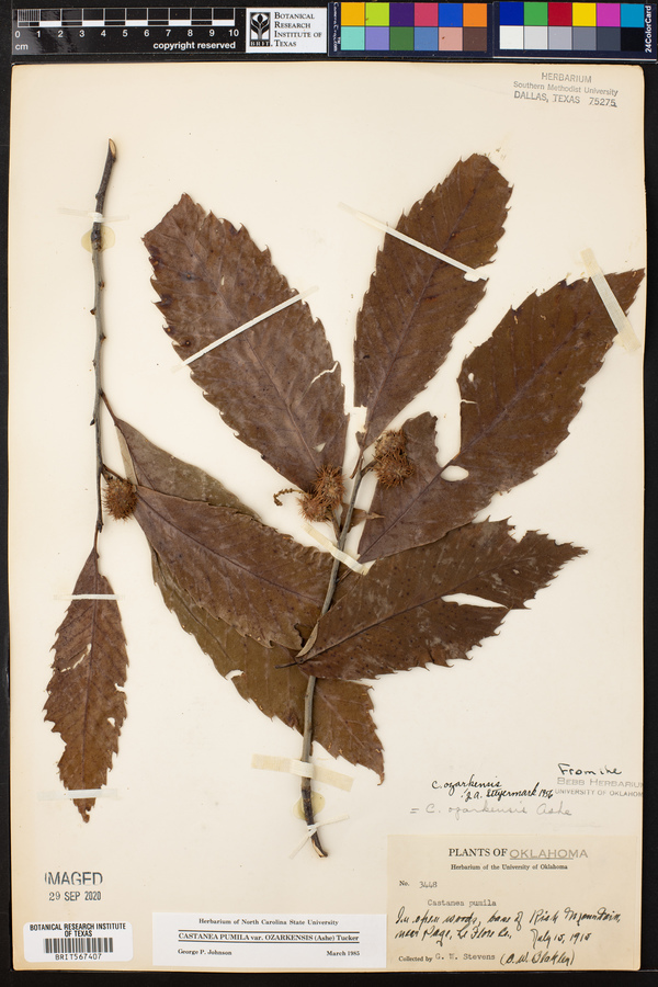 Castanea pumila var. ozarkensis image