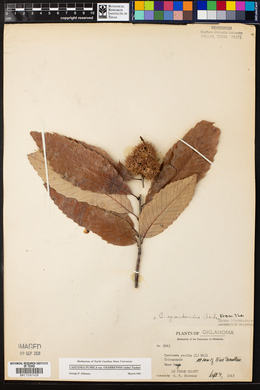 Castanea pumila image