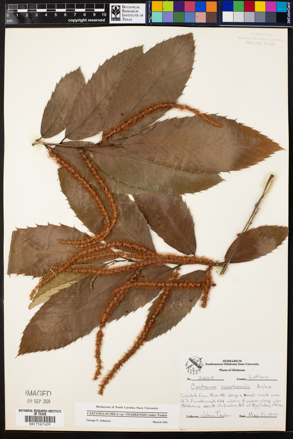 Castanea pumila var. ozarkensis image