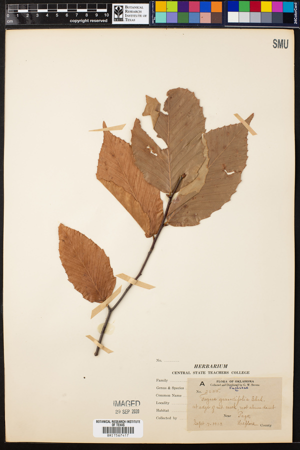 Fagus grandifolia image