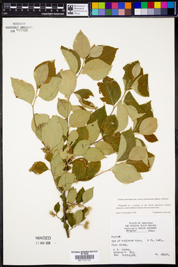 Styrax americanus var. pulverulentus image