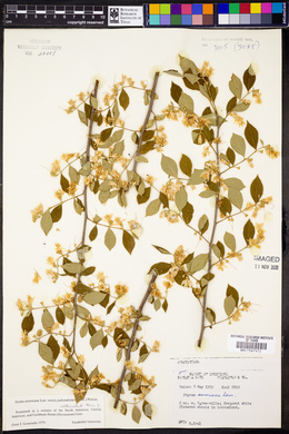 Styrax americanus var. pulverulentus image