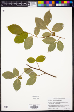 Stewartia malacodendron image