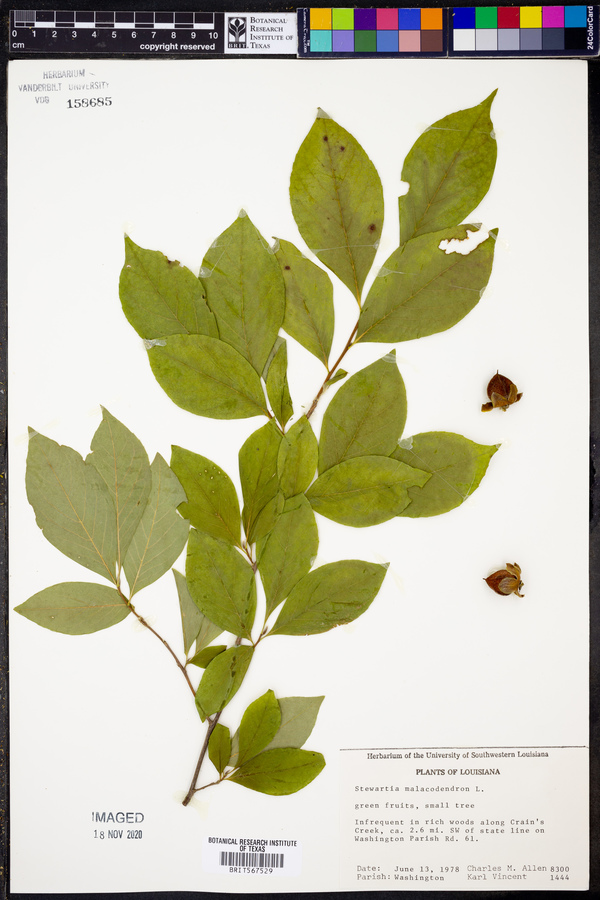 Stewartia malacodendron image