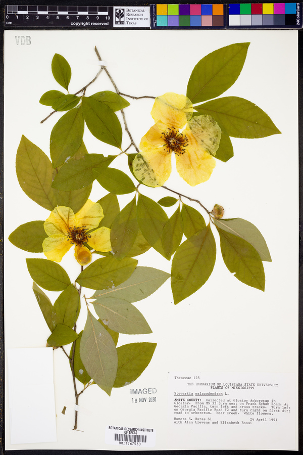 Stewartia malacodendron image