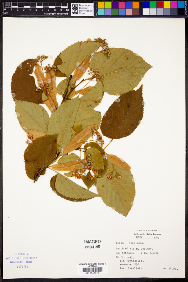 Tilia nuda image