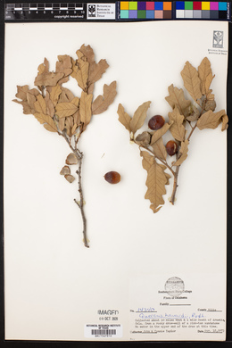Quercus havardii image