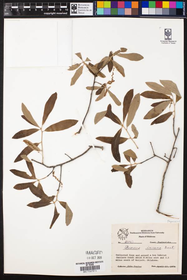 Quercus incana image