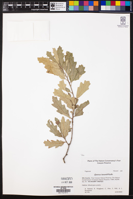 Quercus havardii image