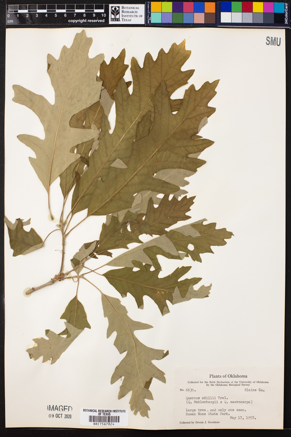 Quercus x hillii image