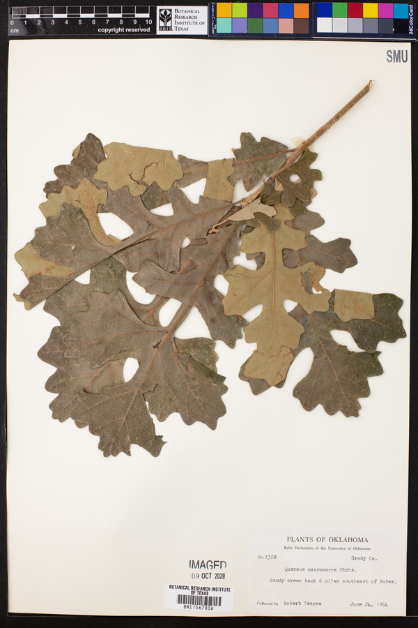 Quercus macrocarpa image