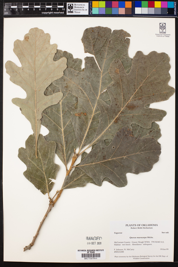 Quercus macrocarpa image