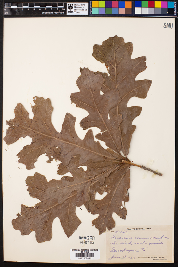 Quercus macrocarpa image