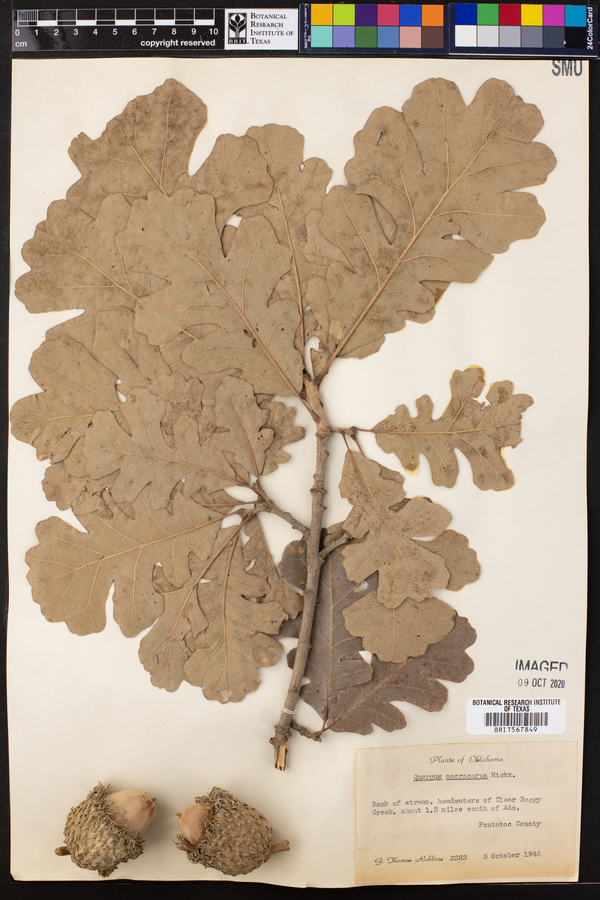 Quercus macrocarpa image