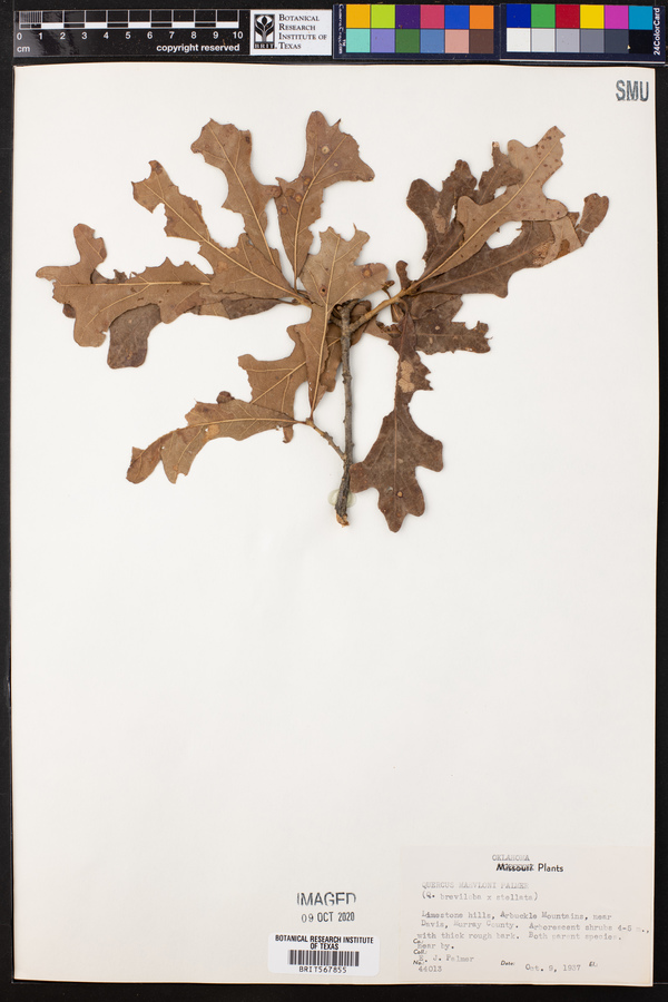 Quercus x mahlonii image