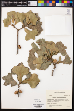 Quercus marilandica image