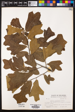 Quercus marilandica image