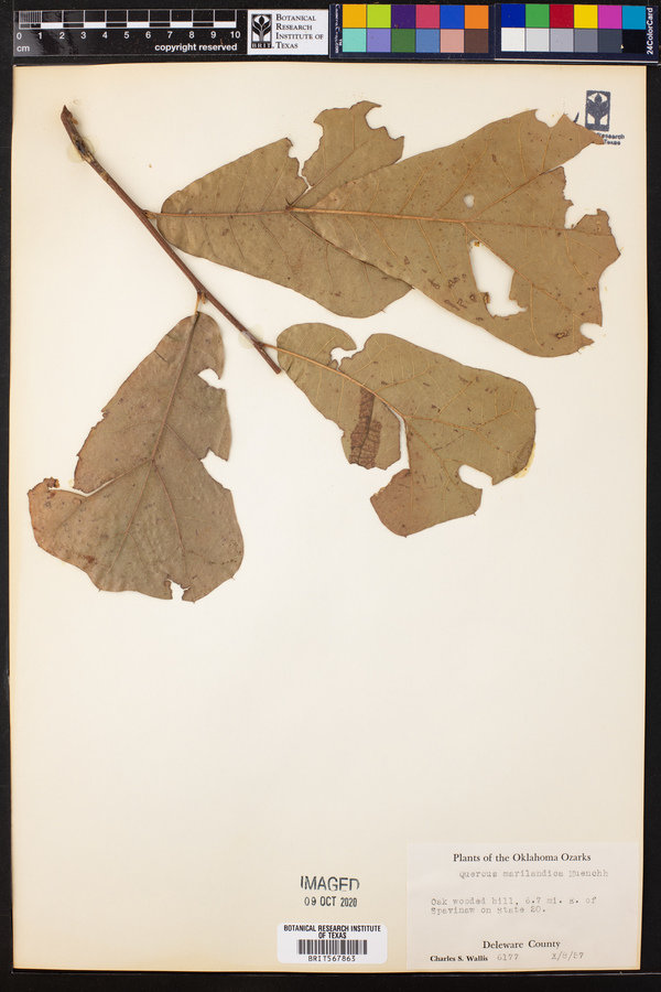 Quercus marilandica image