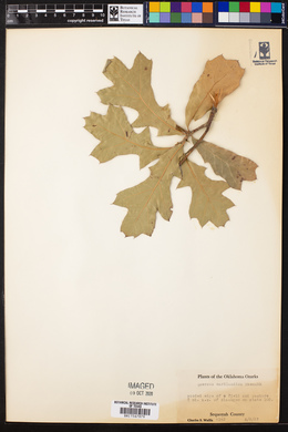 Quercus marilandica image