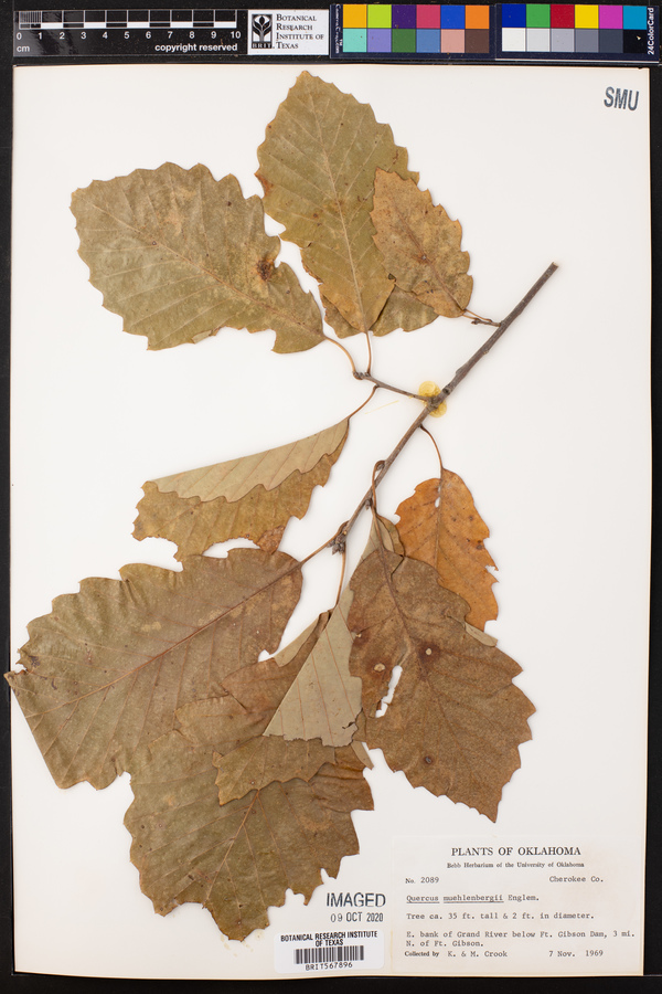 Quercus muehlenbergii image