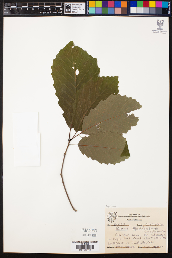 Quercus muehlenbergii image