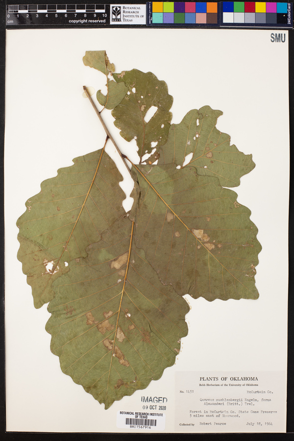 Quercus muehlenbergii image