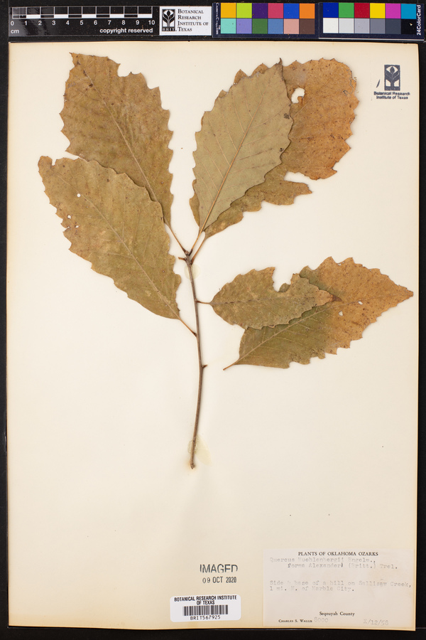 Quercus muehlenbergii image