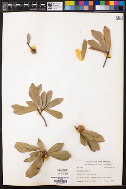 Quercus nigra image