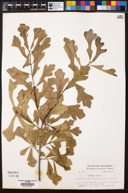 Quercus nigra image