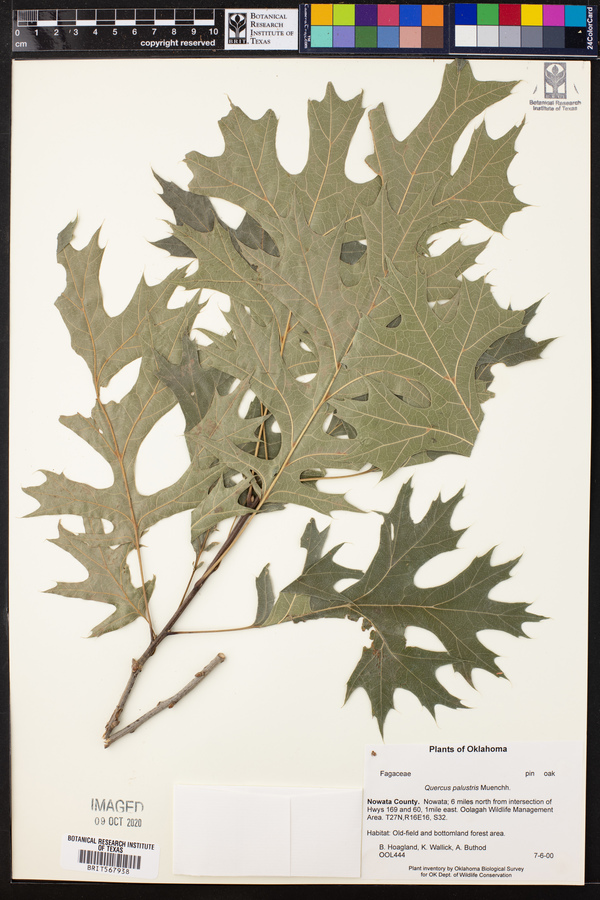 Quercus palustris image