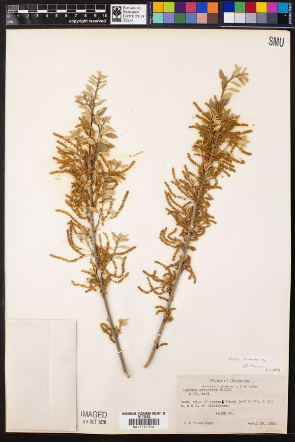 Quercus prinoides image