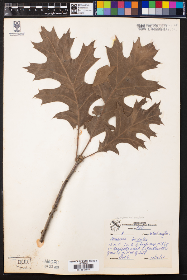 Quercus rubra var. ambigua image