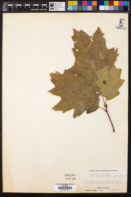 Quercus rubra var. borealis image